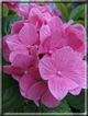 foto Fiori